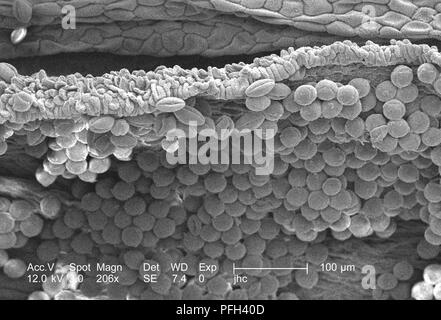 Morphologic ultrastructure of pollen granules found on a yellow 'Fireworks' sundrops, Oenothera fruticosa flower, revealed in the 206x magnified scanning electron microscopic (SEM) image, 2006. Image courtesy Centers for Disease Control (CDC) / Janice Haney Carr, Betsy Crane. () Stock Photo