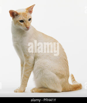 Red Tabby Point Siamese cat Stock Photo
