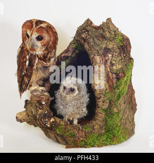 Tawny Owl (Strix aluco) and its Chick perched by the hollow of a tree, side view Stock Photo