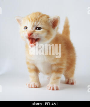 Non-pedigree ginger and white kitten at three weeks old. Stock Photo