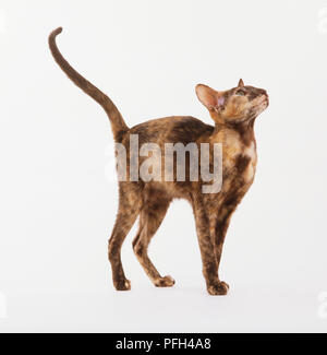 Brown tortoiseshell Oriental Shorthair Cat (Felis catus), side view ...