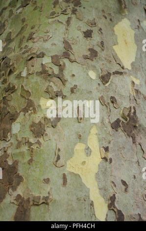 Close-up of the bark of the plane tree Stock Photo