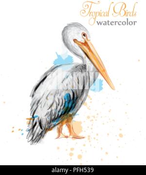Pelican watercolor Vector. Tropic colorful bird illustration Stock Vector