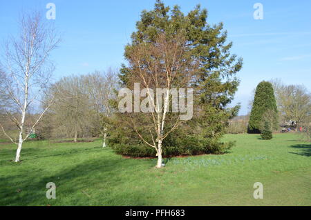 Betula ermanii Stock Photo