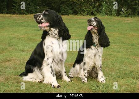 Two black and white English Springer Spaniel dogs sitting on grass, looking to side Stock Photo