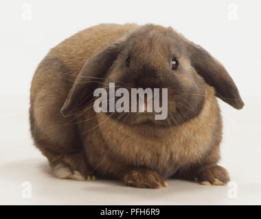 Brown lop-eared Rabbit (Oryctolagus Cuniculus) facing forward Stock Photo