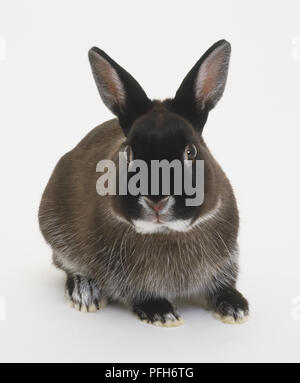 Netherland Dwarf domestic rabbit (Oryctolagus cuniculus), sitting up, front view Stock Photo