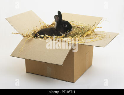 rabbit bed box