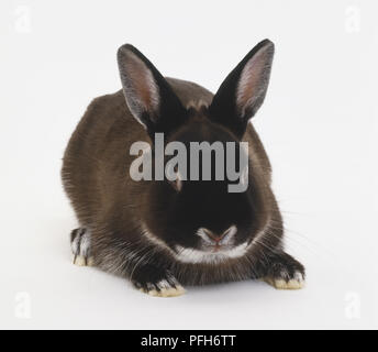 Netherland Dwarf domestic rabbit (Oryctolagus cuniculus) lying down, front view Stock Photo