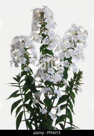 White flowering stems of Phlox Carolina Miss Lingard, Wedding Phlox Stock Photo