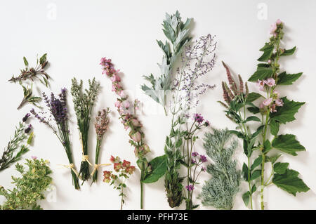 Selection of herb cuttings with flowers and leaves Stock Photo