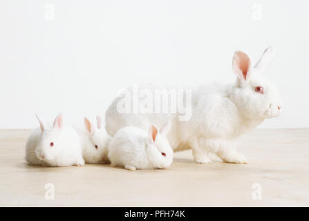 a-white-rabbit-leporidae-with-