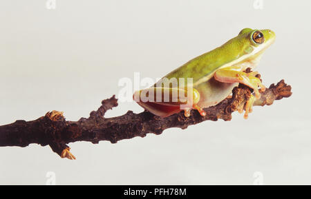 European Tree Frog (Hyla arborea) on branch, side view Stock Photo