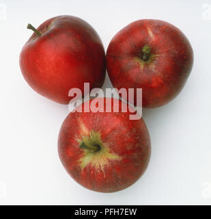 Apple 'Katia', three red apples Stock Photo