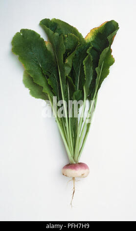 Brassica rapa rapa, Turnip 'Purple Top Milan' with foliage attached Stock Photo