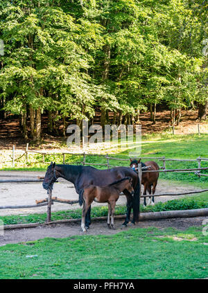 Three horses in stables two adults and one colt tranquil scene, forest in background Stock Photo