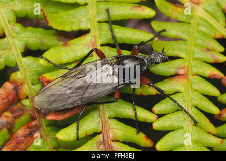 Bibio pomonae fly female at rest on bracken. Tipperary, Ireland Stock Photo