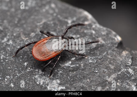 Deer Tick (Ixodes ricinus) crawling on ground. Tipperary, Ireland Stock Photo