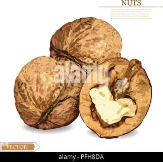 Realistic walnuts Stock Vector
