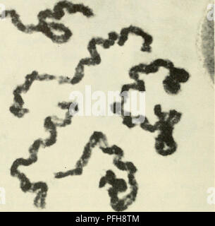 Cytology Cytology Figure 7 4 Photomicrograph Showing Relational Coiling In The B D And E Chromosomes