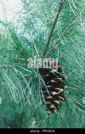 Pinus x holfordiana (Holford Pine), cone amid blue-green, needle-like leaves Stock Photo