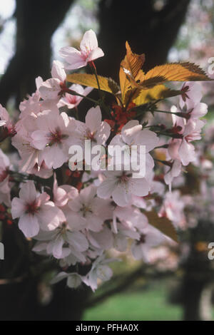 Prunus 'Spire', cluster of pale pink flowers and bronze leaves Stock Photo