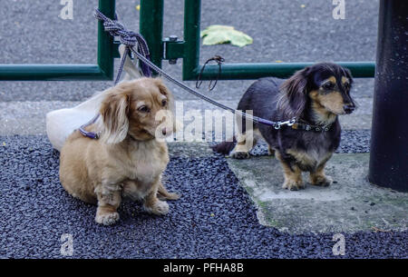 Dachshund dogs playing on road in Tokyo, Japan. Stock Photo