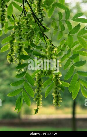 Pterocarya stenoptera (Chinese Wingnut) with hanging fruit and green leaves Stock Photo