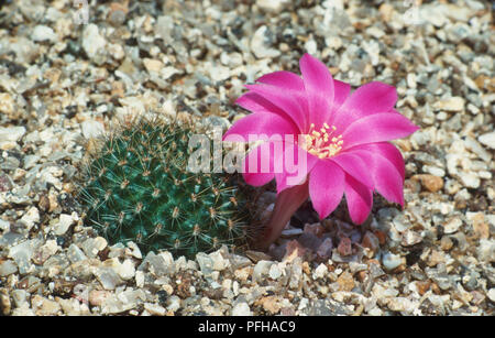 Rebutia minuscula var. violaciflora, purple flower of small globular cacti covered in tubercles and aeroles growing in gravel bed Stock Photo