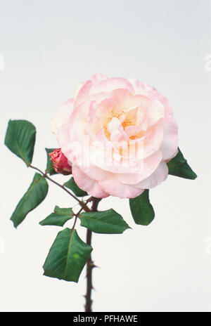 Rosa 'English Miss', cupped flower with pale pink petals and green leaves Stock Photo