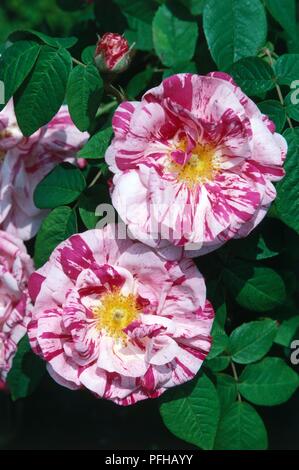 Pink and white flowers from Rosa officinalis 'Versicolor' (Rosa mundi rose) Stock Photo