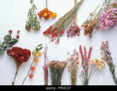 Selection of dried flowers Stock Photo