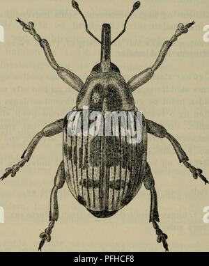 This image from 'Danmarks fauna' depicts Coeliodes quercus, a species of beetle found in Denmark. The illustration provides detailed views of its physical features, including its body segments and color patterns. Found on birch trees, this beetle plays a role in the local forest ecosystem and is an important subject of entomological studies in Denmark. Stock Photo