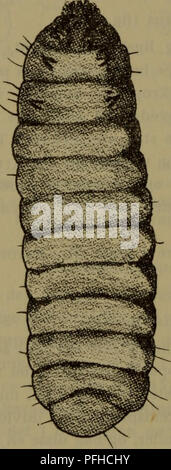 This illustration features a species of insect found in Denmark, described by its horned plate and segmented thorax. The species, typically found in trees like birch, oak, and pine, plays a role in the ecological balance of Danish forests. The image contributes to understanding Danish entomology. Stock Photo