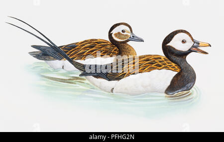 Long-tailed duck, Clangula hyemalis, male and female swimming. Stock Photo