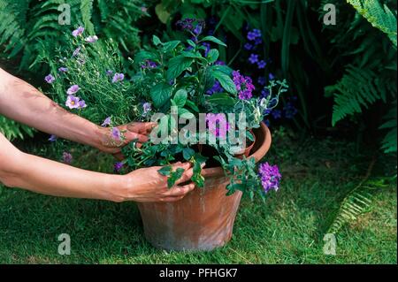 Woman's hands arranging Viburnum and Verbenas in a flower pot, close-up Stock Photo