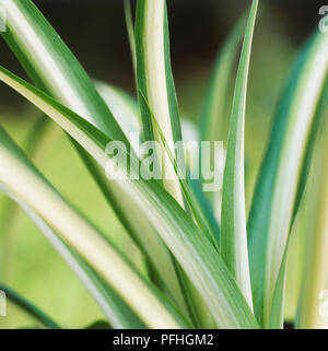 Chlorophytum comosum 'Variegatum', Spider Plant, green and cream coloured long leaved plant. Stock Photo
