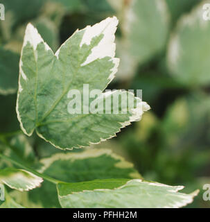 Aegopodium podagraria 'Variegatum', Ground Elder, green leaves with cream edging. Stock Photo