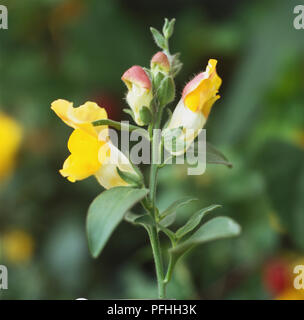 Antirrhinum majus Luminaire Series 'Trailing White', Snapdragon, white and yellow flowers on top of leafy stem. Stock Photo