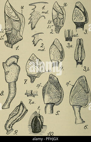 This image from 'Danmarks Fauna' (Denmark's Fauna) shows the ...