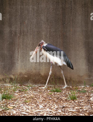 Marabou Stork, Leptoptilos crumeniferus, walking by concrete wall, view from side. Stock Photo