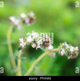 Thymus 'Fragrantissimus' (Orange Scented Thyme), small white flowers and  pink buds on long stems Stock Photo