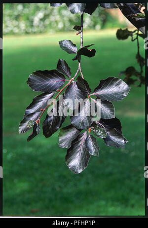 Twig of purple leaves from Fagus sylvatica 'Riversii' (Rivers' copper beech), close-up Stock Photo