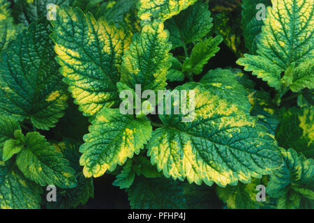 Melissa officinalis Aurea, green and yellow leaves Stock Photo