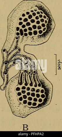 This image illustrates a scientific classification of animals, focusing ...