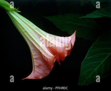 Brugmansia suaveolens syn Datura suaveolens (Angel's Trumpet), large, trumpet-shaped flower Stock Photo