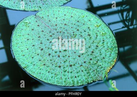 Euryale ferox (Fox nut), large round leaf floating on water Stock Photo