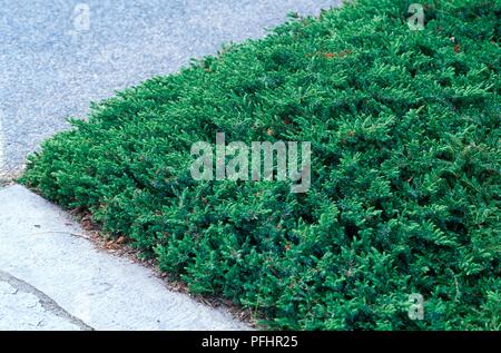 Juniperus conferta 'Blue Lagoon' (Shore juniper), edging Stock Photo