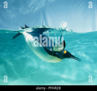 King penguin (Aptenodytes patagonicus) diving underwater, side view Stock Photo