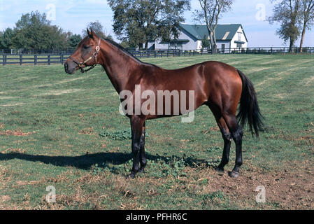 Bay American Standardbred horse standing in enclosed paddock with house in distance Stock Photo